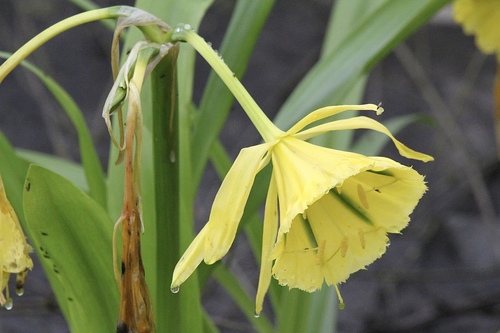 Ismene amancaes, photograph 4