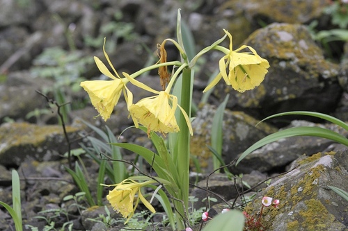 Ismene amancaes, photograph 2
