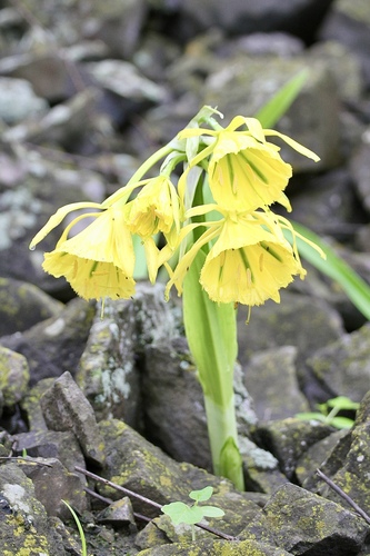 Ismene amancaes, photograph 3