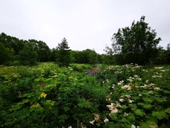 Filipendula camtschatica