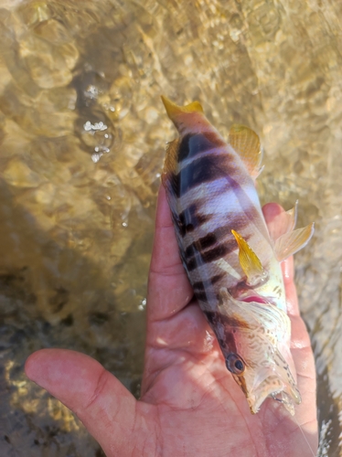 Serranus scriba