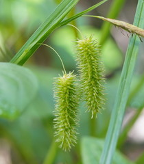 Carex fascicularis