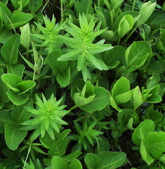Lobelia sessilifolia