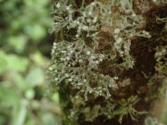 Ramalina unilateralis