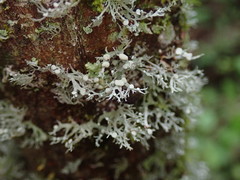 Ramalina unilateralis