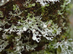 Ramalina unilateralis