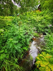 Cirsium kamtschaticum