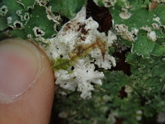 Punctelia perreticulata