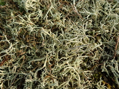 Cladonia arbuscula mitis