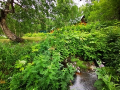 Cirsium kamtschaticum