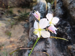 Heliophila carnosa