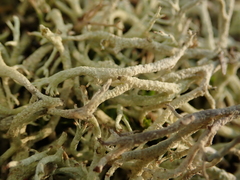 Cladonia arbuscula mitis