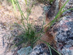 Heliophila carnosa