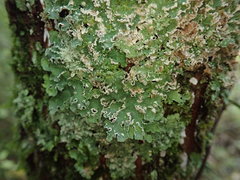Punctelia perreticulata
