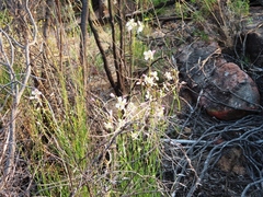 Heliophila carnosa