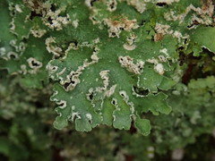 Punctelia perreticulata