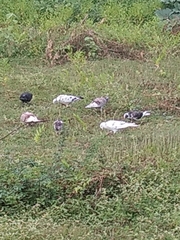 Columba livia domestica