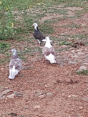 Columba livia domestica