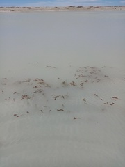 Potamogeton cheesemanii