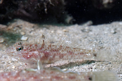 Fusigobius duospilus