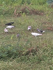 Columba livia domestica
