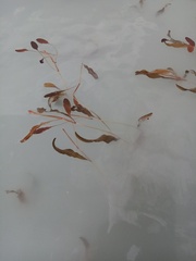 Potamogeton cheesemanii