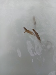 Potamogeton cheesemanii