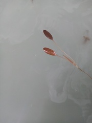 Potamogeton cheesemanii