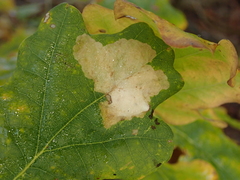 Tischeria ekebladella