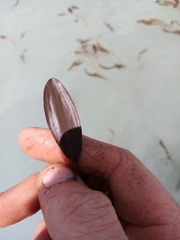 Potamogeton cheesemanii