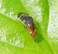 Depressa striatipennis