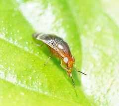Depressa striatipennis