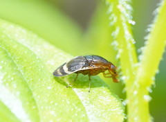 Depressa striatipennis