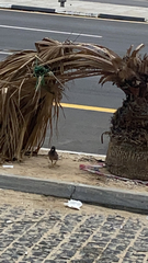 Acridotheres tristis