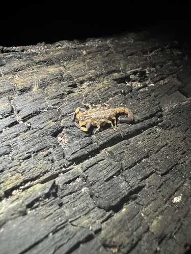 African Forest Scorpion