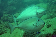 Horseface Unicornfish photo 1