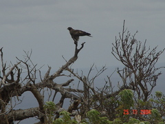 Buteo jamaicensis socorroensis