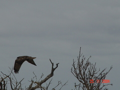 Buteo jamaicensis socorroensis