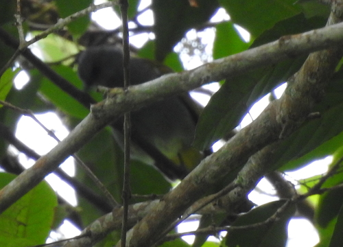 Grey-bellied Bulbul (Rubigula cyaniventris), photo 10