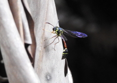 Eustenogaster micans