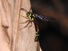 Eustenogaster micans