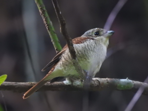 Tiger Shrike (Lanius tigrinus), photo 10