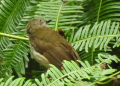 Rubigula erythropthalmos