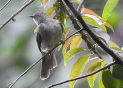 Rubigula erythropthalmos