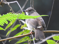 Rubigula erythropthalmos