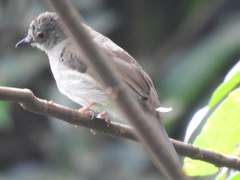 Rubigula erythropthalmos