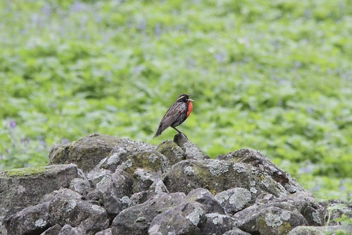 Peruvian Meadowlark (Leistes bellicosus), photo 6
