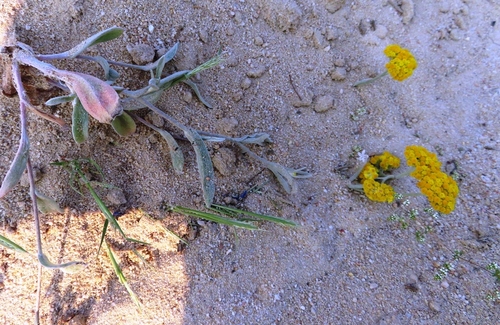 Image of Helichrysum moeserianum by (c) linkie, some rights reserved (CC BY)