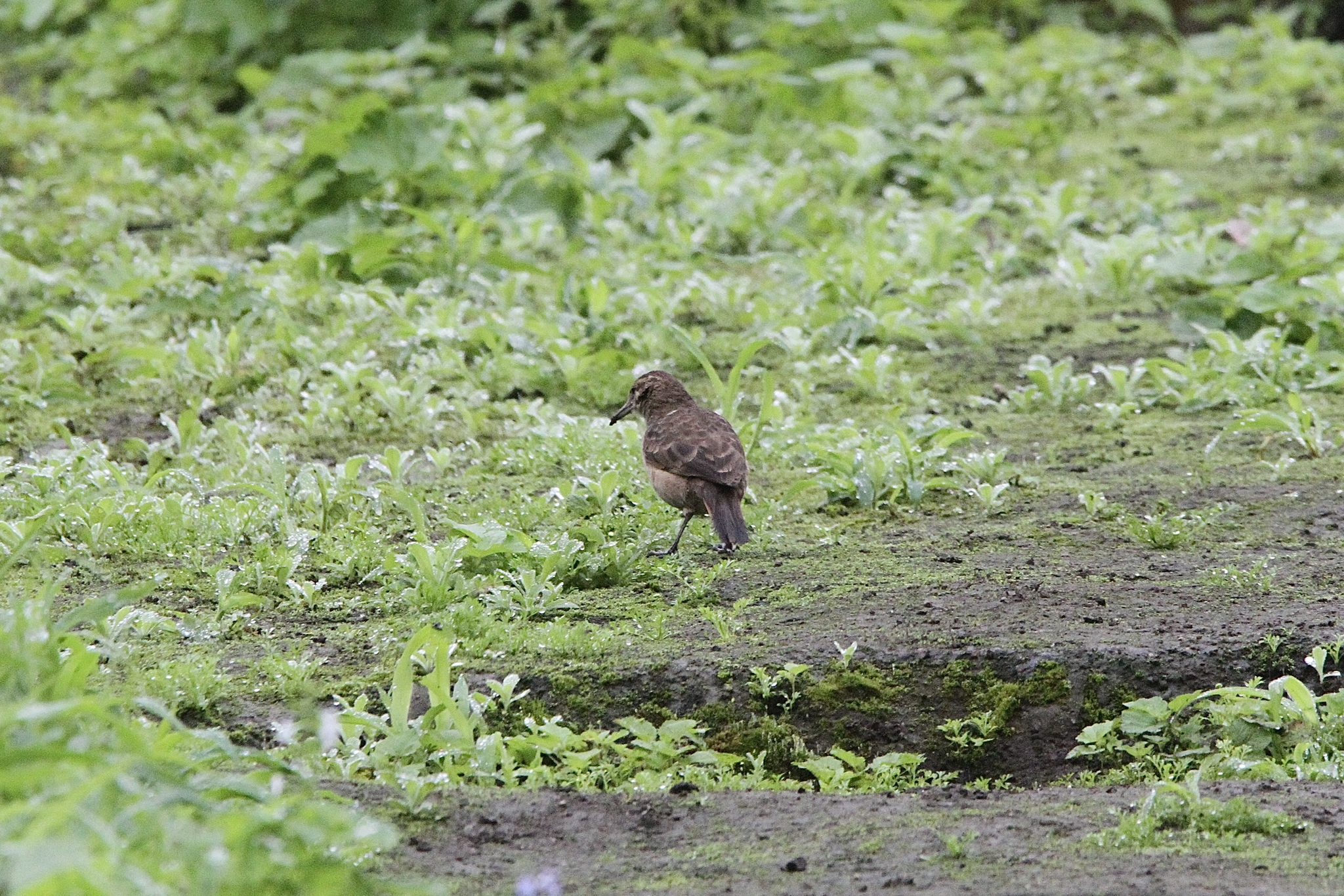 Thick-billed Miner (Geositta crassirostris), photo 10
