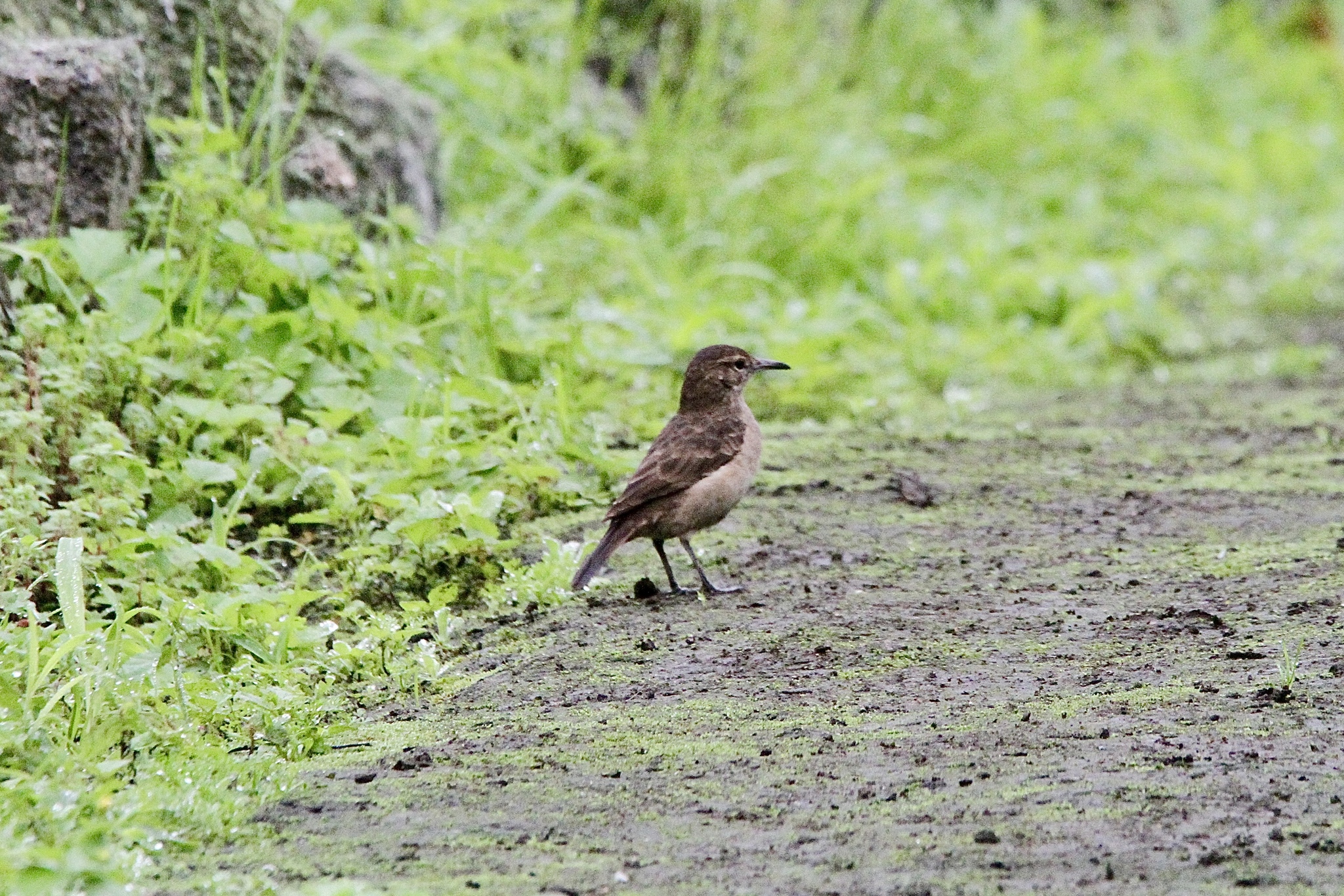 Thick-billed Miner (Geositta crassirostris), photo 9